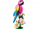 Loro Rosa Exótico 2023