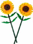 Girasoles 2023