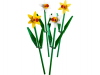 Narcisos 2023