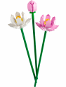 Flores de Loto 2023
